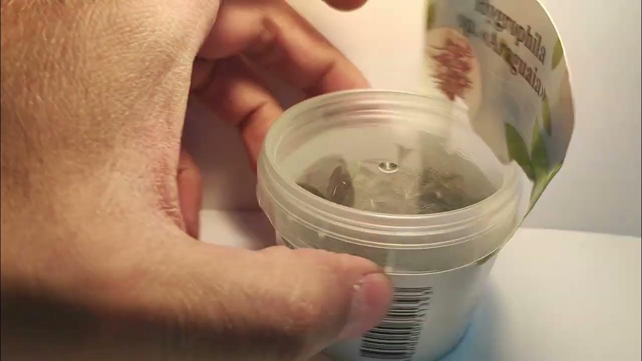 Живое аквариумное растение Гигрофила Аругвайя меристемное - YouTube