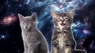 Космо котята (видео не моё) Космо котята (видео не моё)