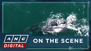 LOOK: A whale makes a come back off Argentina's coast 100 years after vanishing | ANC