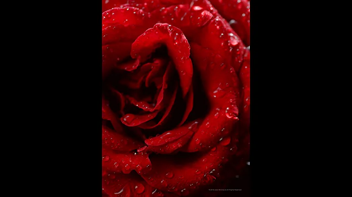 Beautiful Animals And Flowers