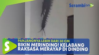 Bikin Merinding, Kelabang Raksasa Merayap di Dinding Perkantoran