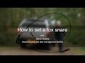 How to set a fox snare