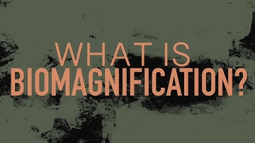 What Is Biomagnification