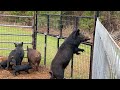 Removing 28 wild hogs from highly managed deer hunting property