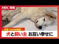 【密着】ランニングにフィットネス、お昼寝も“犬の幼稚園”驚きの学習内容…犬と人間の程よい関係を見直し、お互いに幸せに暮らすために　札幌市南区