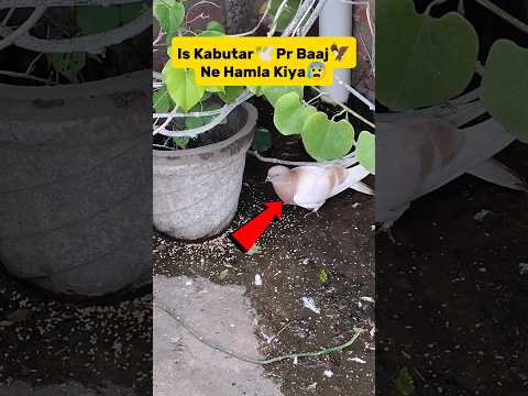 Is Kabutar🕊️Pr Baaj🦅Ne Hamla Kiya😰|| #shorts #viral #minivlog #trending