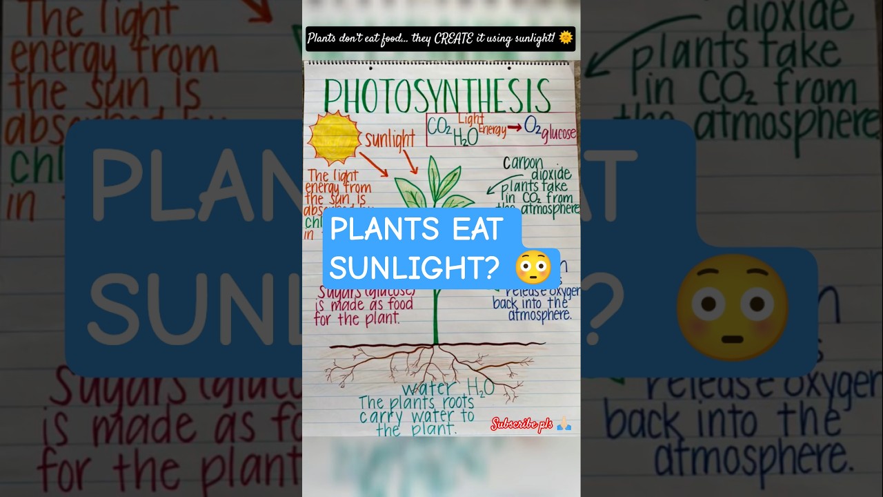 Photosynthesis Explained in 60 Seconds 🌱 | How Plants Make Food | Class 6 Science