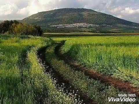 فلسطينية الهوى