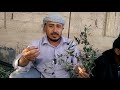 الزيتون في اليمن وهل يوجد الزيتون في اليمن وعلى جميع المزارعين زراعت الزيتون 