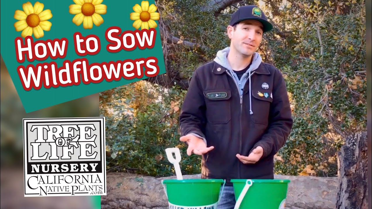 How To Sow Wildflower Seeds YouTube how-to-sow-wildflower-seeds-youtube