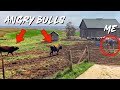 These Bulls Didn't Want Us Tearing Down Their Barn