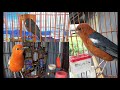 3 Burung ANIS MERAH Bermental Tarung Lapangan Gacor, Untuk Terapi & Memicu Gairah Figther Lawan
