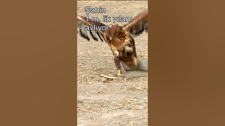 DEVAMI..
