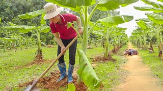 How to grow a banana farm - Transporting manure and banana seed - Live With Nature | Đào Daily Farm