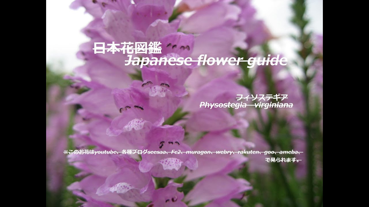 ピンクの尻尾 Pink Tail フィソステギア Physostegia Virginiana 季節の花 日本花図鑑 Japanese Flower Guide Youtube ピンクの尻尾 Pink Tail フィソステギア Physostegia Virginiana 季節の花 日本花図鑑 Japanese Flower Guide Youtube