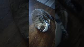 Kitten first time trying catnip cat kitten funny pets cute furbaby high catattack catnip