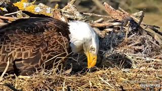Decorah Eagles - North Nest 28.03.2024