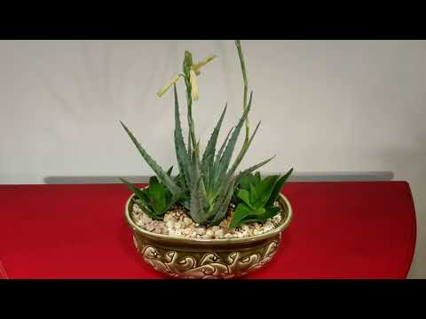 알로에 베라 키우기 (How to grow Aloe Vera plant)