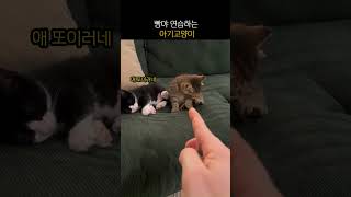 빵야 연습하는 아기고양이 ㅋㅋ #고양이 #고양이쇼츠