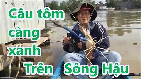 CÂU TÔM CÀNG XANH SÔNG HẬU - River shrimp fishing