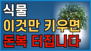 부자들이 몰래 키운다는 '이 식물' 5가지 - 풍수 인테리어