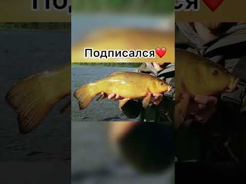 Выбери свой улов