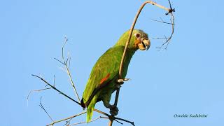 CURICA canto (AMAZONA AMAZONICA), ORANGE-WINGED PARROT, ORANGE WINGED AMAZON, Papagaio-do-mangue.