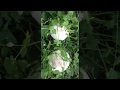 Грибы в лесу 2017-полевые шампиньоны - Agaricus