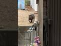 呼んだらこっちに来る野良猫