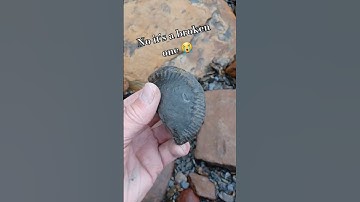 Ammonite fossil amongst the shingle! ⚒️ #fossilhunting #fossils #shorts #rock #beach #sea #coast