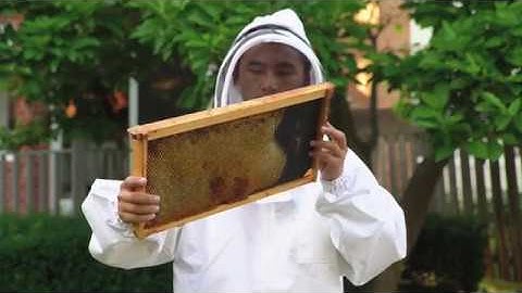 Hive Health - Bee Hive Health Monitoring System