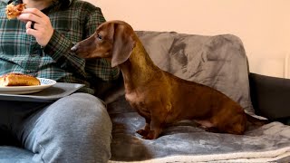 Mini dachshund practices selfcontrol