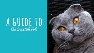 A Guide To The Scottish Fold Cat by Backyard Cat Enclosures 1,176 views 7 years ago 48 seconds