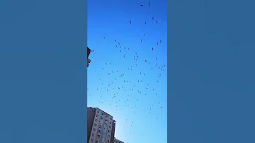 الطيور المهاجره فى سماء تركيا 