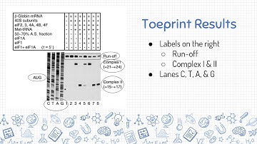 Figures 17.23 - 17.25 eIF1 and eIF1a are involved in ribosome scanning