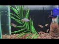 Beautiful aquarium ornamental fish