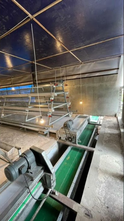 kandang ayam petelur close house full otomatis #kandangclosehouse #ayampetelur