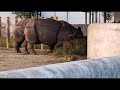 गैंडा जानवर || राइनो || गैंडा||Rhyno animal||@RamDhyanVlogs