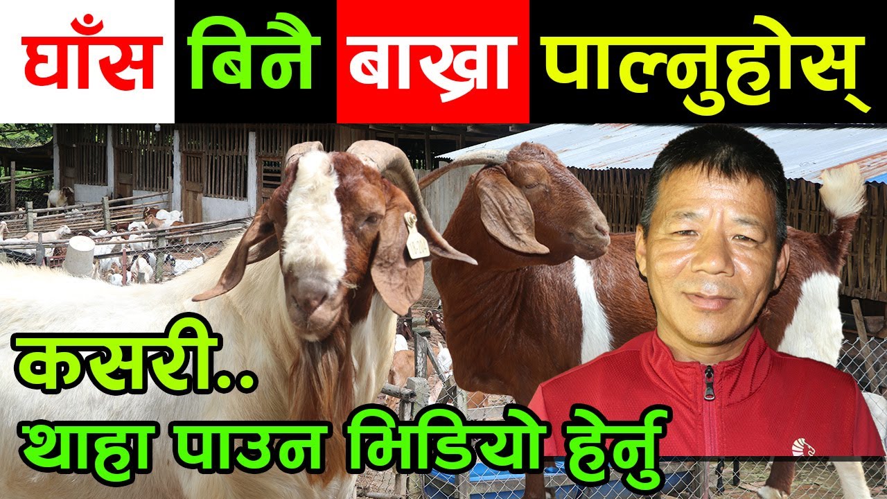 अब घाँस बिनै बाख्रा पाल्दा यति धेरै फाईदा ! यसरी बाख्रा पाल्दा घाँसको नोटेन्सन │Nepal Chitra