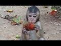 Baby monkey fight with dog, Baby monkey life in Angkor, Real life of baby monkey, Monkey Camp