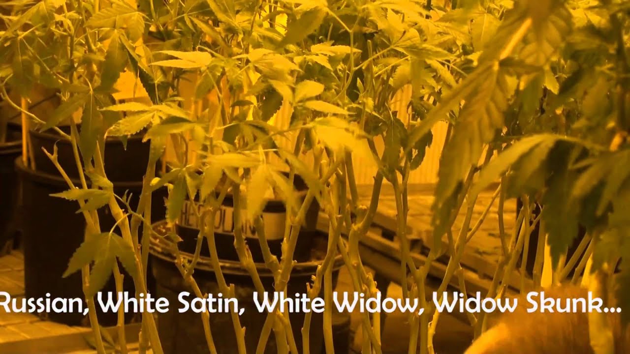 HEMP GARDEN IMPRESSIONS by www.hanf-hanf.at