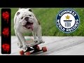 10 Perros con record Guinness del mundo