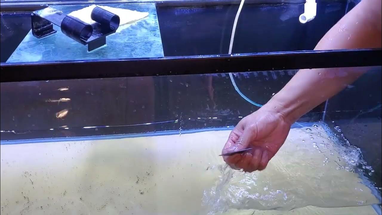 how to remove hard water stain from a fish tank aquarium hard water