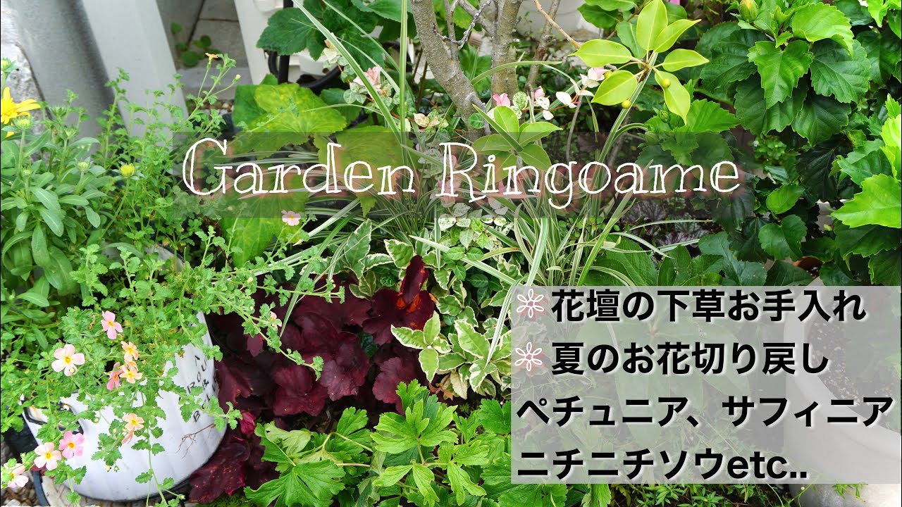 ガーデニング 夏のお花のお手入れ 花壇の下草お手入れ ガーデンルーティン Youtube