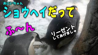 ペンギン様 Emperor Penguin Naming] Emperor Penguin E041, formerly known as