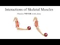 Muscle Interactions and Movement Mechanics in Human Anatomy