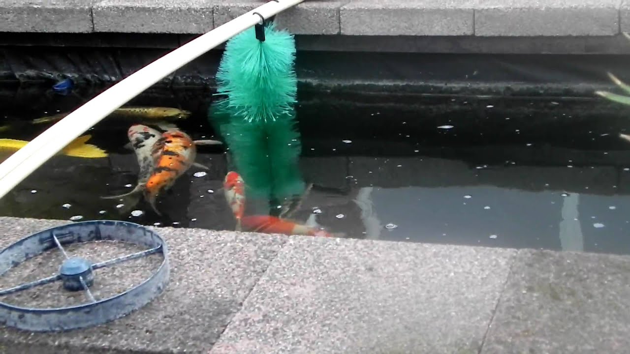 onze-koi-bij-de-paaiborstels-youtube