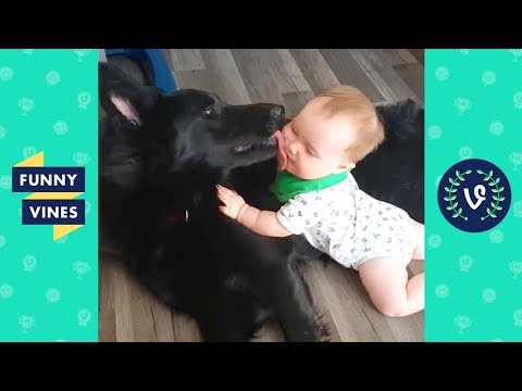 try-not-to-laugh---funniest-animals-&-cute-pets-compilation-|-funny-vines-july-2018