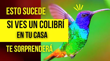 ¿Vuelven los mismos colibríes al mismo lugar todos los años?