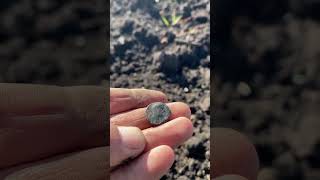 Імператор Коммод! Лемісний денарій! #2025 #пошук #знахідки #metaldetecting #metaldetector